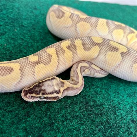 ball python enchi|enchi ball python for sale.